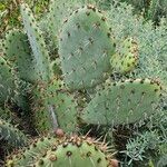 Opuntia littoralis Lapas
