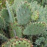 Opuntia littoralis List