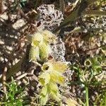 Anchusa undulata Квітка