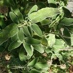 Phlomis fruticosa Fulla