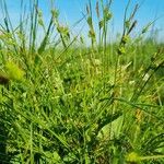 Carex pallescens Habit