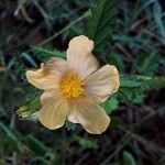 Sida abutifolia Flower