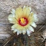 Astrophytum capricorne 花