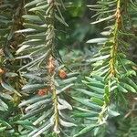 Taxus baccata Hoja