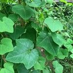 Passiflora foetida Blad