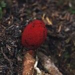 Balanophora japonicaFlower