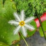 Nymphoides indica Flor