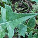 Elaeagnus multiflora Blad