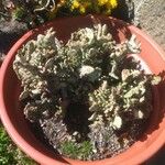 Tephrocactus verschaffeltii Lehti