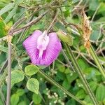 Centrosema pubescens Fleur