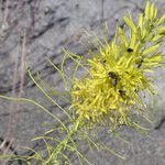 Stanleya pinnata عادت