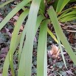 Iris foetidissima Leaf