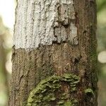 Eschweilera congestiflora Corteza