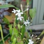 Pseuderanthemum variabile Feuille