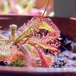 Drosera spatulata Leht