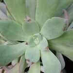 Aeonium lancerottense Blatt