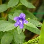 Browallia speciosa Floare