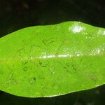 Eugenia basilaris ഇല