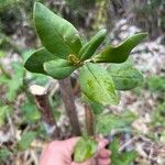 Myrceugenia exsucca Hoja