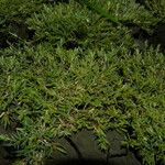 Eragrostis hypnoides Hábito