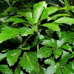 Rodgersia podophylla 形態