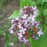 Syringa vulgarisFiore