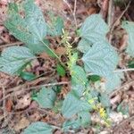 Triumfetta semitriloba Hoja