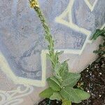 Verbascum phlomoides موطن