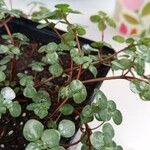 Pilea microphylla Yaprak