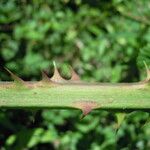 Rubus questieri 樹皮