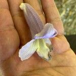 Paulownia tomentosa Λουλούδι