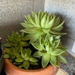 Echeveria agavoides Blad