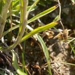 Gnaphalium sylvaticum Leaf