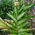 Heliconia acuminata পাতা