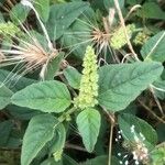 Amaranthus deflexus Deilen