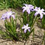 Scilla luciliae Habitat