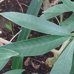 Tabernaemontana catharinensis Leaf