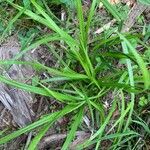 Carex intumescens Feuille