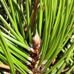 Pinus heldreichii Outro