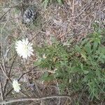 Knautia integrifolia Fula