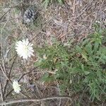 Knautia integrifolia Flower