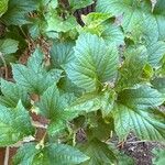 Viburnum trilobumLeaf