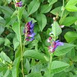 Vicia unijuga