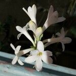 Polianthes tuberosa 花