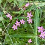 Centaurium erythraeaFlor