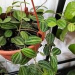 Peperomia quadrangularis Hoja