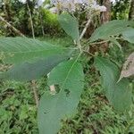 Solanum umbellatum Leaf