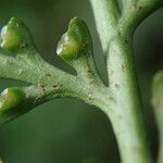 Asplenium theciferum Hoja