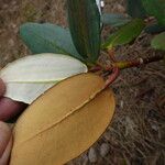 Rhododendron campanulatum Folha