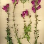 Antirrhinum cirrhigerum Egyéb